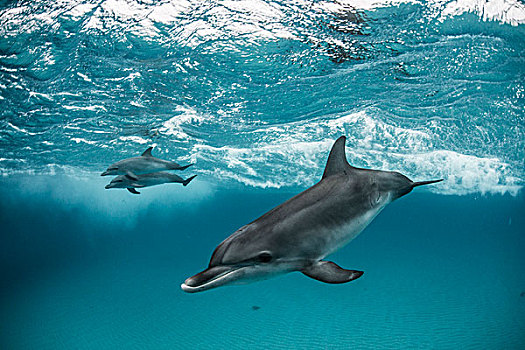 三个,大西洋细吻海豚,花斑原海豚,游动,玩,沙子,巴哈马