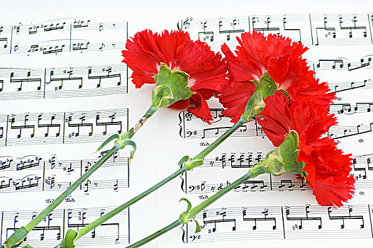 概念,红色,康乃馨,花,音符,书页
