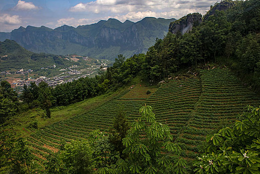 茶园,山区,土地,湖北,神农架,大山,种植,经济作物,农村,茶农