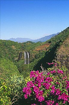 夏威夷,考艾岛,威陆亚,州立公园,紫色,叶子花属
