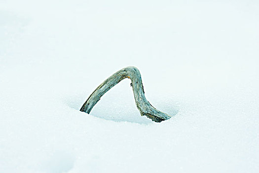枝条,雪中