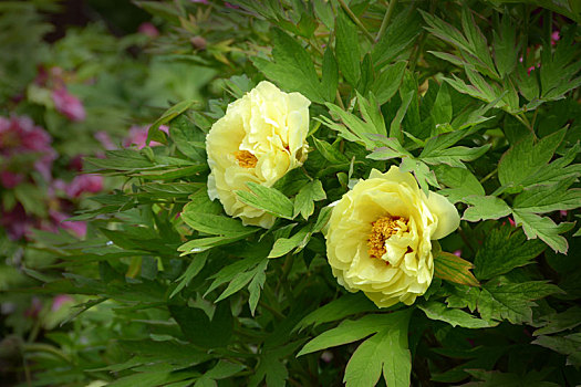 牡丹,黄牡丹,黄色牡丹,木芍药,大黄花洛阳花,富贵花,花王,peony