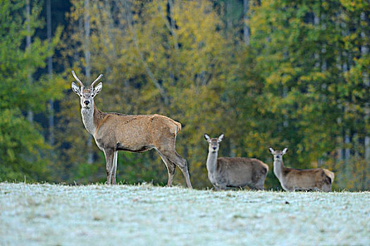 一组红鹿,站,霜,覆盖,场,马鹿,巴伐利亚,德国