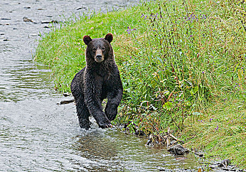 大灰熊,棕熊,幼小,跑,孤单,动物,区域,挨着,河流,三文鱼,卵,熊,进食,使用,小心