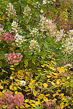 平滑,八仙花属,野外,粉色,白花,秋天,埃尔登,公园,勒奴地耶地区,魁北克,加拿大,北美
