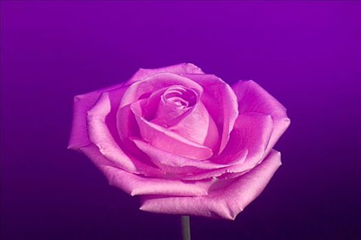 特写,玫瑰,紫色背景