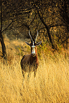 大羚羊,纳米比亚,非洲