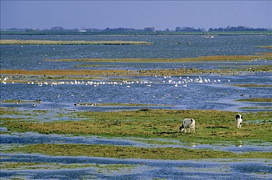 天鹅,湿地,格罗宁根,荷兰