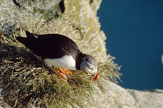 大西洋角嘴海雀,北极,肖像,鸟岛,挪威