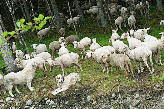 牧群,山羊,放牧,木头,牧羊犬,前景