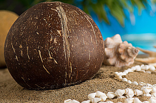 沙滩上的椰子与贝壳