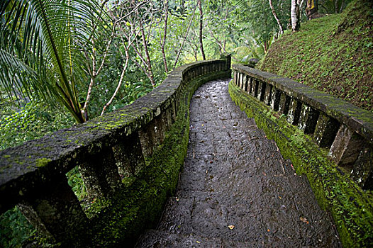 弯曲,小路,树林,巴厘岛,印度尼西亚