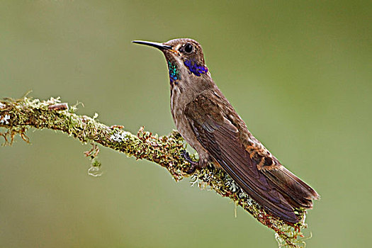 褐色,蜂鸟,栖息,枝条,住宿,西南方,厄瓜多尔