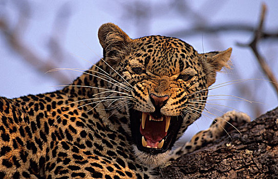 豹,狰狞,萨比萨比,国家,公园,南非