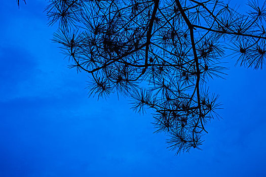 蓝色,天空,树枝,背景