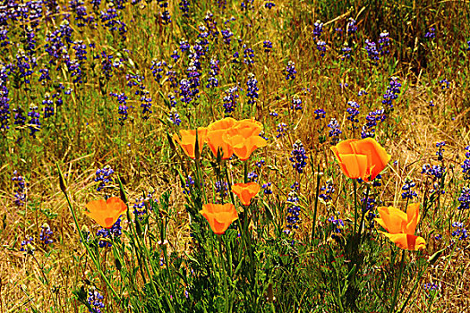花菱草,优胜美地国家公园,加利福尼亚,美国