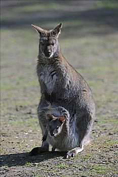 小袋鼠,红颈袋鼠,年轻,育儿袋,澳大利亚