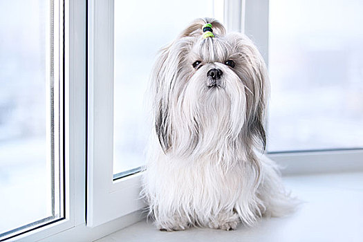 西施犬,狗,坐,窗戶
