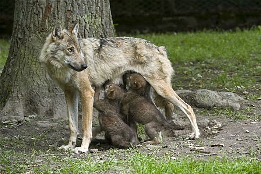 灰狼,狼,小动物,动物园,北方,黑森州,德国