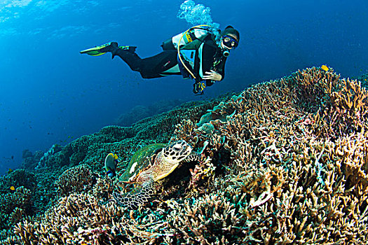 潜水,北方,苏梅岛,斯米兰群岛国家公园,普吉岛,泰国