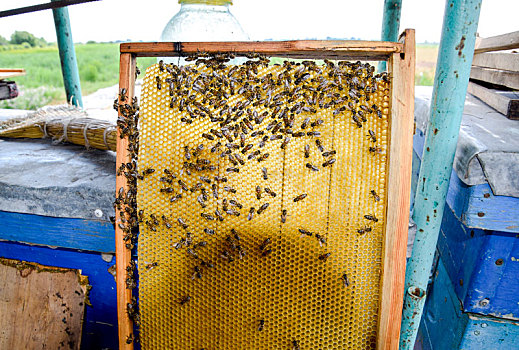 蜜蜂,蜡,蜂巢,蜂窝,木板