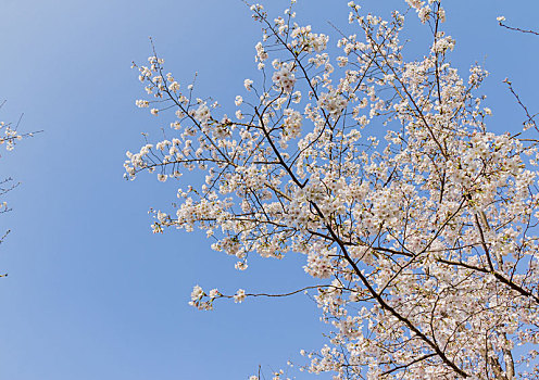 蓝天下绽放的樱花