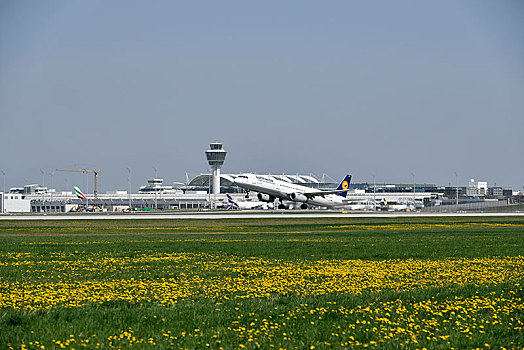 汉莎航空公司,空中客车,开端,花,草地,飞机跑道,南,塔,1号航站楼,慕尼黑,机场,上巴伐利亚,巴伐利亚,德国,欧洲