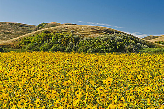 草原,向日葵,萨斯喀彻温,降落,省立公园,加拿大
