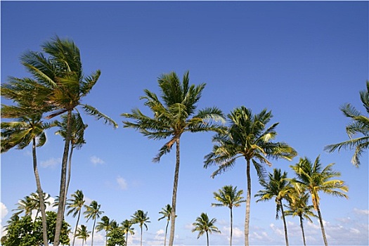 蓝天,棕榈树,佛罗里达,热带,夏天