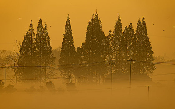 朝阳薄雾笼罩下的松树