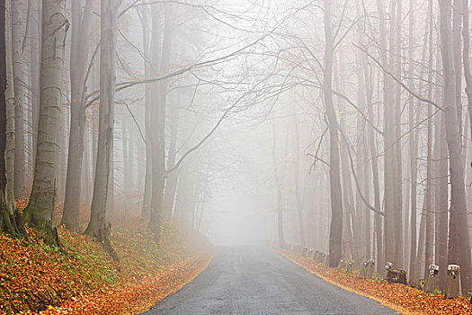 道路,秋天,山毛榉,树林,地区,区域,捷克共和国,欧洲