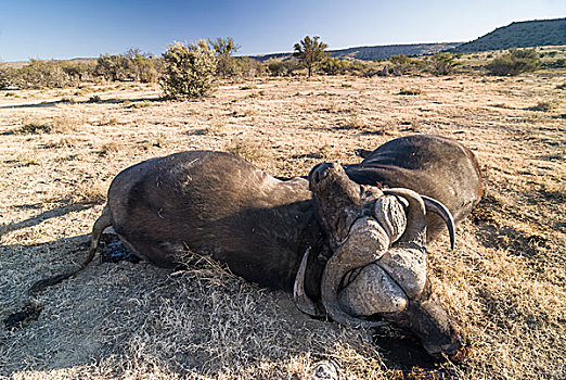 两个,死,非洲,水牛,南非水牛,非洲水牛,破损,颈部,争斗,斑马山国家公园,东开普省,南非