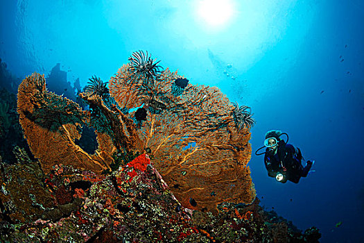 海扇,柳珊瑚虫,自由,残骸,跳水,珊瑚,图兰奔,巴厘岛,印度尼西亚,印度洋,海洋