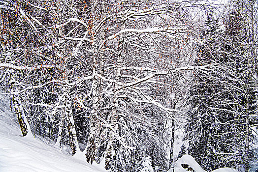 冬日,雪景,树林