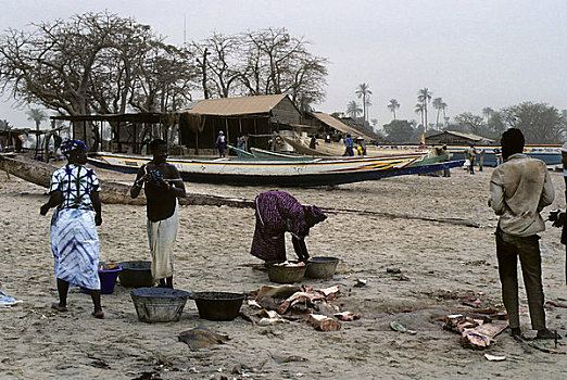 冈比亚,渔村,靠近,班珠尔,海滩风景,女人,清洁,鱼