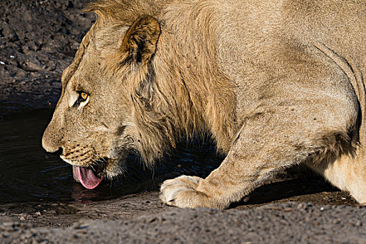 狮子,喝,泥,水潭,萨维提,湿地,乔贝国家公园,博茨瓦纳