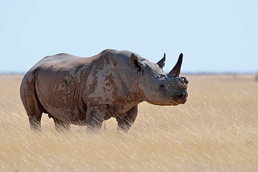 黑犀牛,一个,犄角,站立,干草,专注,埃托沙国家公园,纳米比亚,非洲