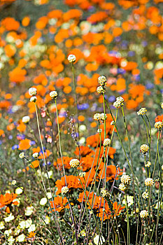 花,盛开,南非,春天,纳马夸兰