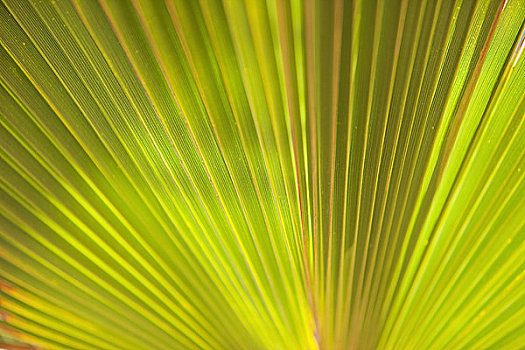 扇形棕榈,北下加利福尼亚州,墨西哥