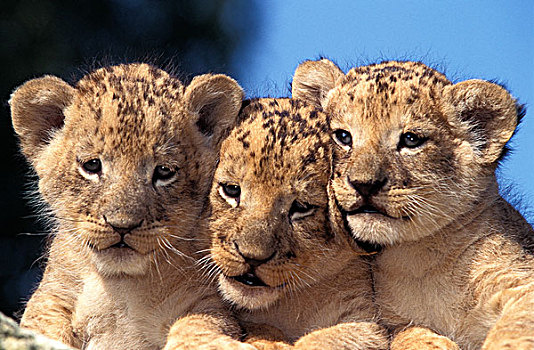 非洲狮,狮子,头像,幼兽