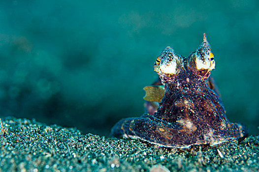 椰子,章鱼,蓝碧海峡,苏拉威西岛,印度尼西亚
