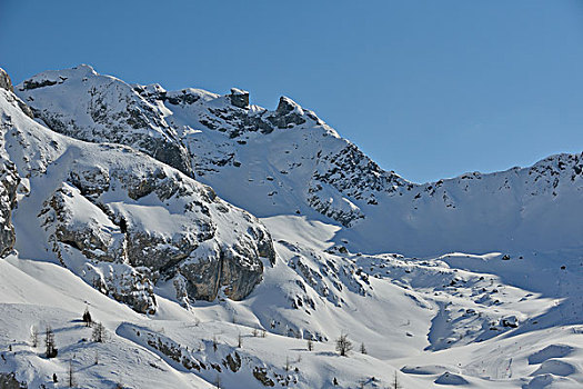 自然,冬季风景,树,初雪