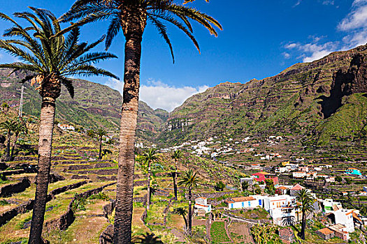 棕榈树,平台,陡峭,大帝谷,加纳利群岛,西班牙