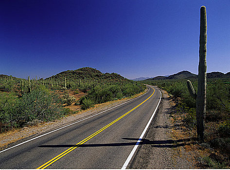 道路,风景,管风琴仙人掌国家保护区,亚利桑那,美国