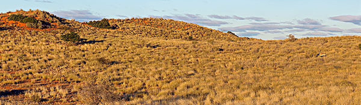 卡拉哈迪大羚羊国家公园,北开普,南非,非洲