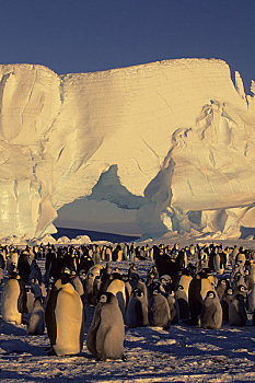南极,冰架,帝企鹅,生物群,冰山,拱形