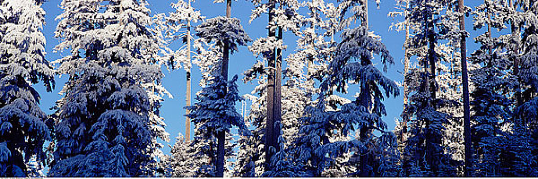 积雪,常绿植物,俄勒冈,美国