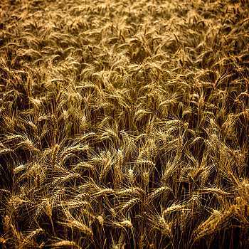 地点,小麦,背景,图像