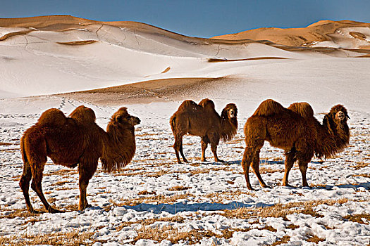 双峰骆驼,双峰驼,三个,冬天,沙丘,戈壁沙漠,蒙古
