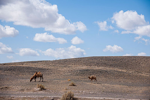 新疆g216线国道旁准噶尔盆地边沿戈壁滩骆驼群